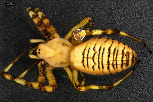  ( - ABOL-24-1757)  @11 [ ] CC-BY (2024) Naturhistorisches Museum Wien Naturhistorisches Museum Wien