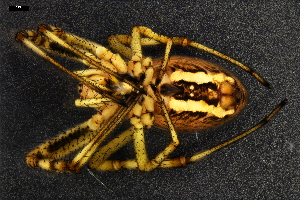  ( - ABOL-24-1757)  @11 [ ] CC-BY (2024) Naturhistorisches Museum Wien Naturhistorisches Museum Wien