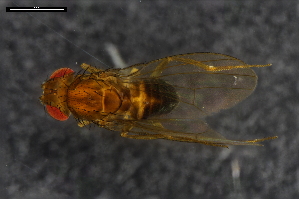  ( - ABOL-24-1763)  @11 [ ] Unspecified (default): All Rights Reserved (2024) Naturhistorisches Museum Wien Naturhistorisches Museum Wien