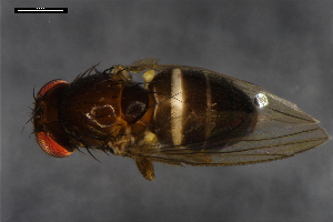  ( - ABOL-24-1764)  @11 [ ] Unspecified (default): All Rights Reserved (2024) Naturhistorisches Museum Wien Naturhistorisches Museum Wien