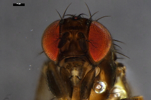  ( - ABOL-24-1764)  @11 [ ] Unspecified (default): All Rights Reserved (2024) Naturhistorisches Museum Wien Naturhistorisches Museum Wien