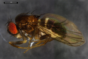  ( - ABOL-24-1764)  @11 [ ] Unspecified (default): All Rights Reserved (2024) Naturhistorisches Museum Wien Naturhistorisches Museum Wien