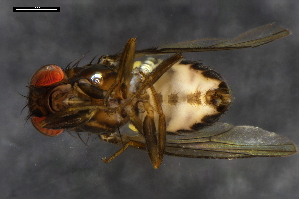  ( - ABOL-24-1764)  @11 [ ] Unspecified (default): All Rights Reserved (2024) Naturhistorisches Museum Wien Naturhistorisches Museum Wien