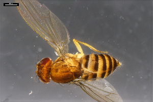  ( - ABOL-24-1849)  @11 [ ] Unspecified (default): All Rights Reserved (2024) Naturhistorisches Museum Wien Naturhistorisches Museum Wien