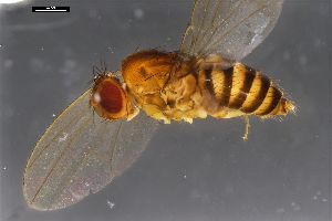  ( - ABOL-24-1849)  @11 [ ] Unspecified (default): All Rights Reserved (2024) Naturhistorisches Museum Wien Naturhistorisches Museum Wien