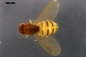  ( - ABOL-24-1851)  @11 [ ] Unspecified (default): All Rights Reserved (2024) Naturhistorisches Museum Wien Naturhistorisches Museum Wien