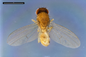  ( - ABOL-24-1884)  @11 [ ] Unspecified (default): All Rights Reserved (2024) Naturhistorisches Museum Wien Naturhistorisches Museum Wien