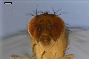  ( - ABOL-24-1884)  @11 [ ] Unspecified (default): All Rights Reserved (2024) Naturhistorisches Museum Wien Naturhistorisches Museum Wien