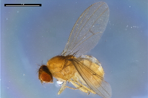  ( - ABOL-24-1884)  @11 [ ] Unspecified (default): All Rights Reserved (2024) Naturhistorisches Museum Wien Naturhistorisches Museum Wien