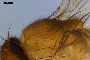  ( - ABOL-24-1884)  @11 [ ] Unspecified (default): All Rights Reserved (2024) Naturhistorisches Museum Wien Naturhistorisches Museum Wien