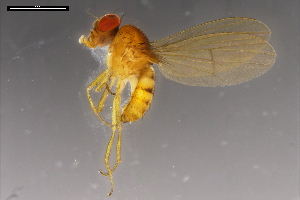  ( - ABOL-24-1885)  @11 [ ] Unspecified (default): All Rights Reserved (2024) Naturhistorisches Museum Wien Unspecified