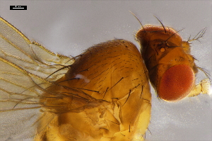  ( - ABOL-24-1885)  @11 [ ] Unspecified (default): All Rights Reserved (2024) Naturhistorisches Museum Wien Unspecified