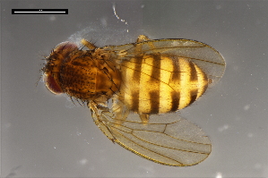  ( - ABOL-24-1893)  @11 [ ] Unspecified (default): All Rights Reserved (2024) Naturhistorisches Museum Wien Unspecified