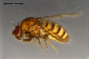  ( - ABOL-24-1893)  @11 [ ] Unspecified (default): All Rights Reserved (2024) Naturhistorisches Museum Wien Unspecified