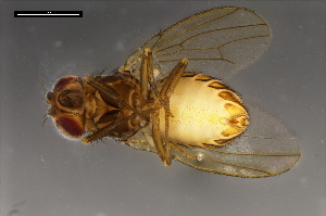  ( - ABOL-24-1893)  @11 [ ] Unspecified (default): All Rights Reserved (2024) Naturhistorisches Museum Wien Unspecified