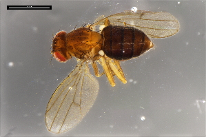  ( - ABOL-24-1894)  @11 [ ] Unspecified (default): All Rights Reserved (2024) Naturhistorisches Museum Wien Unspecified