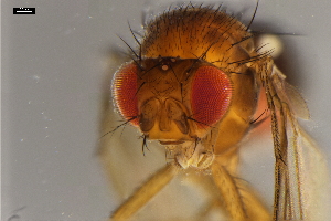  ( - ABOL-24-1894)  @11 [ ] Unspecified (default): All Rights Reserved (2024) Naturhistorisches Museum Wien Unspecified