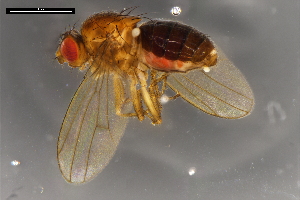  ( - ABOL-24-1894)  @11 [ ] Unspecified (default): All Rights Reserved (2024) Naturhistorisches Museum Wien Unspecified