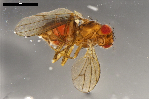  ( - ABOL-24-1894)  @11 [ ] Unspecified (default): All Rights Reserved (2024) Naturhistorisches Museum Wien Unspecified