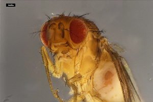  ( - ABOL-24-1895)  @11 [ ] Unspecified (default): All Rights Reserved (2024) Naturhistorisches Museum Wien Unspecified