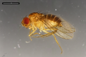  ( - ABOL-24-1895)  @11 [ ] Unspecified (default): All Rights Reserved (2024) Naturhistorisches Museum Wien Unspecified