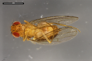  ( - ABOL-24-1895)  @11 [ ] Unspecified (default): All Rights Reserved (2024) Naturhistorisches Museum Wien Unspecified