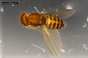  ( - ABOL-24-1897)  @11 [ ] Unspecified (default): All Rights Reserved (2024) Naturhistorisches Museum Wien Unspecified