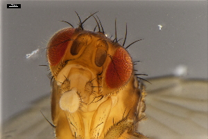  ( - ABOL-24-1897)  @11 [ ] Unspecified (default): All Rights Reserved (2024) Naturhistorisches Museum Wien Unspecified