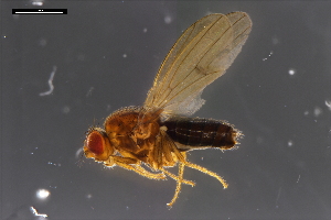  ( - ABOL-24-1903)  @11 [ ] Unspecified (default): All Rights Reserved (2024) Naturhistorisches Museum Wien Unspecified