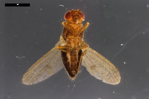  ( - ABOL-24-1903)  @11 [ ] Unspecified (default): All Rights Reserved (2024) Naturhistorisches Museum Wien Unspecified