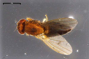  ( - ABOL-24-1904)  @11 [ ] Unspecified (default): All Rights Reserved (2024) Naturhistorisches Museum Wien Unspecified