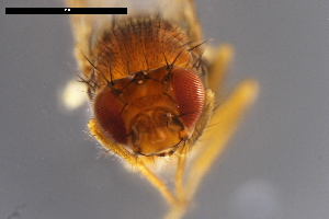  ( - ABOL-24-1904)  @11 [ ] Unspecified (default): All Rights Reserved (2024) Naturhistorisches Museum Wien Unspecified