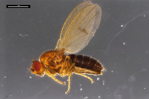  ( - ABOL-24-1904)  @11 [ ] Unspecified (default): All Rights Reserved (2024) Naturhistorisches Museum Wien Unspecified