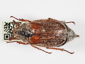  ( - ABOL-24-2105)  @11 [ ] Unspecified (default): All Rights Reserved (2024) Naturhistorisches Museum Wien Unspecified