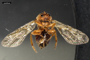  (Andricus infectorius - ABOL-24-2106)  @11 [ ] Unspecified (default): All Rights Reserved (2024) Natural history museum Vienna Unspecified