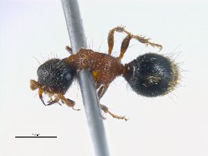  (Smicromyrme sicana - ABOL-24-2125)  @11 [ ] Unspecified (default): All Rights Reserved (2024) Tobias Geiler Unspecified