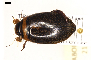  ( - ABOL-24-2151)  @11 [ ] Unspecified (default): All Rights Reserved (2025) Naturhistorisches Museum Wien Unspecified