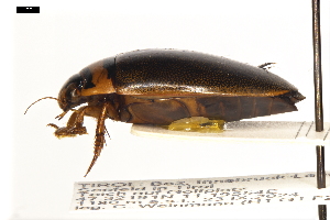  ( - ABOL-24-2151)  @11 [ ] Unspecified (default): All Rights Reserved (2025) Naturhistorisches Museum Wien Unspecified