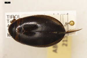  ( - ABOL-24-2153)  @11 [ ] Unspecified (default): All Rights Reserved (2025) Naturhistorisches Museum Wien Unspecified