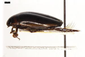  ( - ABOL-24-2153)  @11 [ ] Unspecified (default): All Rights Reserved (2025) Naturhistorisches Museum Wien Unspecified