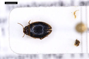  ( - ABOL-24-2158)  @11 [ ] Unspecified (default): All Rights Reserved (2025) Naturhistorisches Museum Wien Unspecified