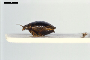  ( - ABOL-24-2158)  @11 [ ] Unspecified (default): All Rights Reserved (2025) Naturhistorisches Museum Wien Unspecified