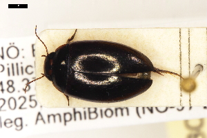  ( - ABOL-24-2164)  @11 [ ] Unspecified (default): All Rights Reserved (2025) Naturhistorisches Museum Wien Unspecified