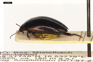  ( - ABOL-24-2164)  @11 [ ] Unspecified (default): All Rights Reserved (2025) Naturhistorisches Museum Wien Unspecified