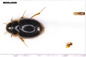  ( - ABOL-24-2165)  @11 [ ] Unspecified (default): All Rights Reserved (2025) Naturhistorisches Museum Wien Unspecified