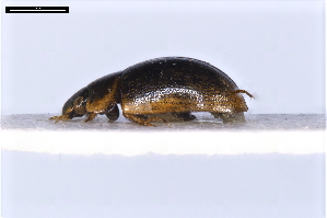  (Laccobius syriacus - ABOL-24-2165)  @11 [ ] Unspecified (default): All Rights Reserved (2025) Naturhistorisches Museum Wien Unspecified