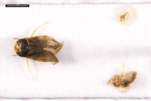  ( - ABOL-24-2169)  @11 [ ] Unspecified (default): All Rights Reserved (2025) Naturhistorisches Museum Wien Unspecified