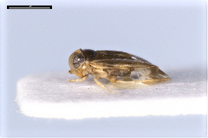  ( - ABOL-24-2169)  @11 [ ] Unspecified (default): All Rights Reserved (2025) Naturhistorisches Museum Wien Unspecified