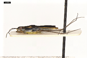  ( - ABOL-24-2171)  @11 [ ] Unspecified (default): All Rights Reserved (2025) Naturhistorisches Museum Wien Unspecified