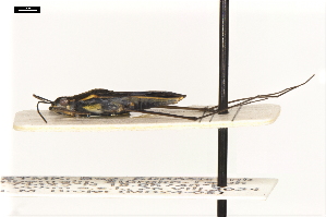  ( - ABOL-24-2172)  @11 [ ] Unspecified (default): All Rights Reserved (2025) Naturhistorisches Museum Wien Unspecified